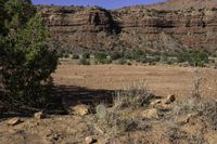 a small tree stands in an open plain with some mountains behind it and dirt ground