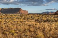 large field with brown plants and red rock formations in the background and blue skies above