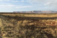 a rainbow over a desert with trees in the distance, and a lone horse grazing