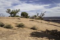 the dog has long legs and walks on top of a hill in the desert near trees