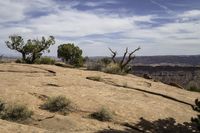 the dog has long legs and walks on top of a hill in the desert near trees