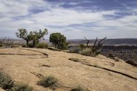 the dog has long legs and walks on top of a hill in the desert near trees