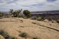 the dog has long legs and walks on top of a hill in the desert near trees