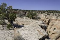 an arid area with a rock outcropping in the background and a little tree growing on the middle of the cliff