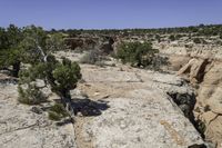 an arid area with a rock outcropping in the background and a little tree growing on the middle of the cliff