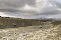 a cloudy day shows rocks and sheep grazing on the plain under an overcast sky