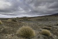 a road in the desert with very sparse shrubs and bushes and a grey sky in the background