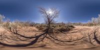 the sun reflects in the background of a desert landscape with large trees and sand on either side