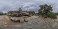 a tree growing out of some rocks along a river with mountains in the distance in front of a cloudy sky