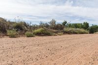 a dirt road in the desert with plants on either side and a bushy area in the back ground