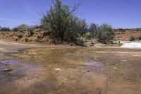 an old dirt road and muddy mud patches with trees in the background in desert area