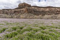 an image of wildflower in the wild near the mountain tops with cliffs in the background