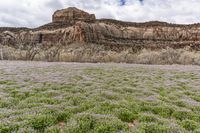 an image of wildflower in the wild near the mountain tops with cliffs in the background