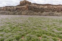 an image of wildflower in the wild near the mountain tops with cliffs in the background