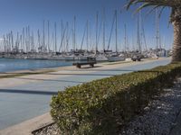 the trees are next to the path that leads to the water and yachts on the shore