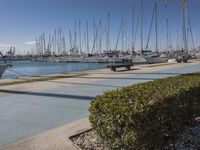 the trees are next to the path that leads to the water and yachts on the shore