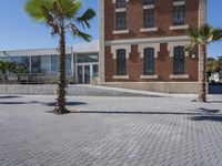 the woman is riding her skateboard in front of a tall building with a palm tree