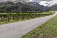 a van driving through the countryside by a vineyard, near mountains and trees that look out across the land