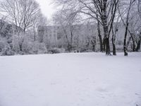 Vegetation Landscape with Branch, Twig, and Tree