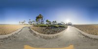 a view from behind a skateboard ramp of palm trees along the shoreline and beach