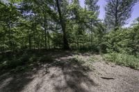 view looking across a path through the middle of a wooded area, towards the woods and trees