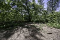 view looking across a path through the middle of a wooded area, towards the woods and trees