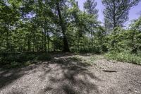 view looking across a path through the middle of a wooded area, towards the woods and trees