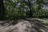 view looking across a path through the middle of a wooded area, towards the woods and trees