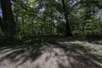 view looking across a path through the middle of a wooded area, towards the woods and trees