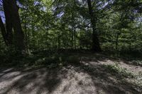 view looking across a path through the middle of a wooded area, towards the woods and trees