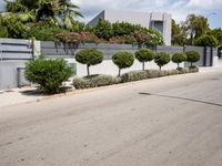 a street with a no tres sign and some shrubbery in the road and a building near it