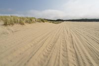 a surf board in the sand near a forest of pine trees, dunes, and scrubby