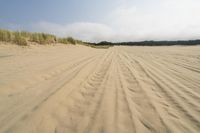 a surf board in the sand near a forest of pine trees, dunes, and scrubby