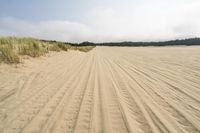 a surf board in the sand near a forest of pine trees, dunes, and scrubby