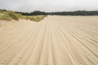 a surf board in the sand near a forest of pine trees, dunes, and scrubby