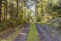 Washington Forest Dirt Road Wilderness