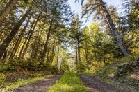 Washington Forest Dirt Road in Wilderness 002