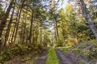 Washington Forest Dirt Road Wilderness 003