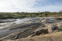 a waterhole with lots of muddy water near a dry field and trees in the distance