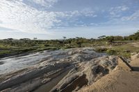 a waterhole with lots of muddy water near a dry field and trees in the distance