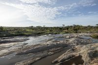 a waterhole with lots of muddy water near a dry field and trees in the distance