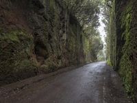 Wet Forest Landscape in Europe