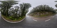 a three point lens photograph of trees near the highway and road markings on the pavement