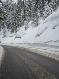 A Wet Road Surrounded by Nature and Trees