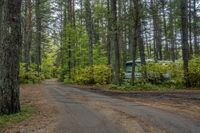 an empty dirt road surrounded by trees and woods with old buses parked in the background