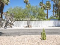 there is a cactus plant growing in front of this white fence wall and the street is empty