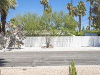 there is a cactus plant growing in front of this white fence wall and the street is empty