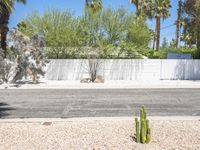 there is a cactus plant growing in front of this white fence wall and the street is empty