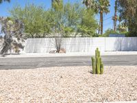 there is a cactus plant growing in front of this white fence wall and the street is empty