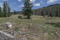 an old stump tree sits in the middle of a field near a large tree with no leaves on it